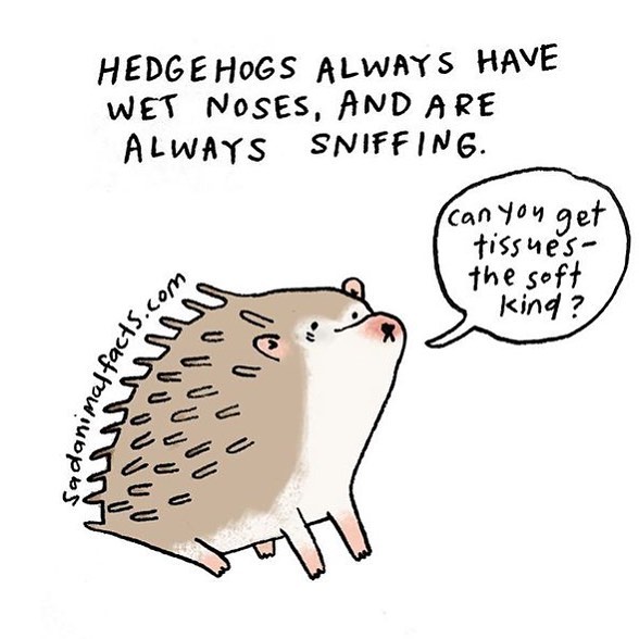 100幅治愈系小插画动物,治愈可爱的动漫动物插画