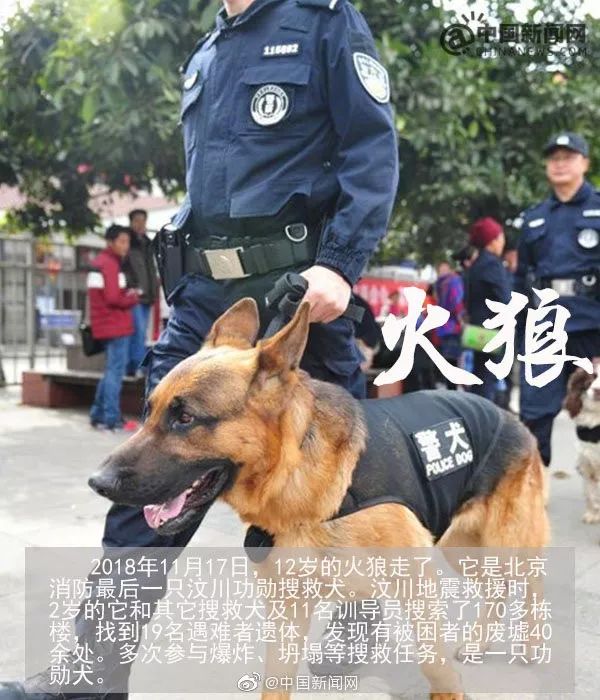汶川地震狗救了32条人命,汶川地震狗狗救人21人