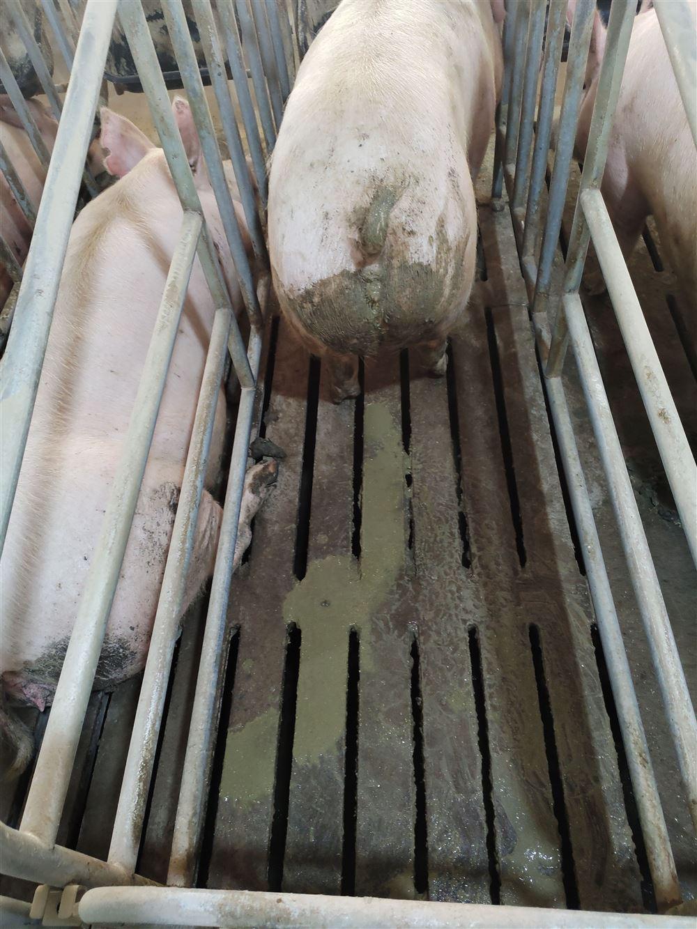 仔猪十日龄开始腹泻应该用什么药,新生仔猪三天喂什么球虫药