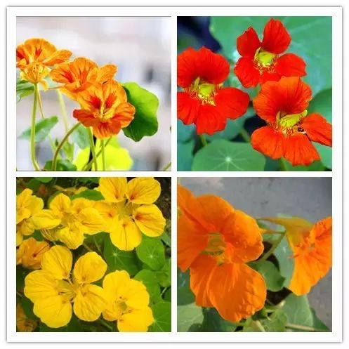 北方喜阴的室内植物花卉有哪些,喜阴耐寒的室外花卉植物有哪些