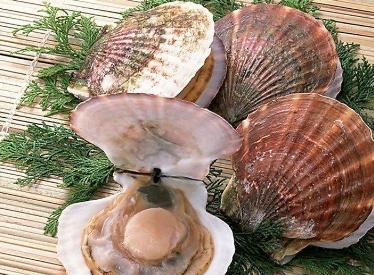 扇贝图片及简介,扇贝的另一个叫法