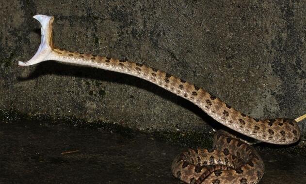 烙铁头蛇重庆,重庆的剧毒蛇