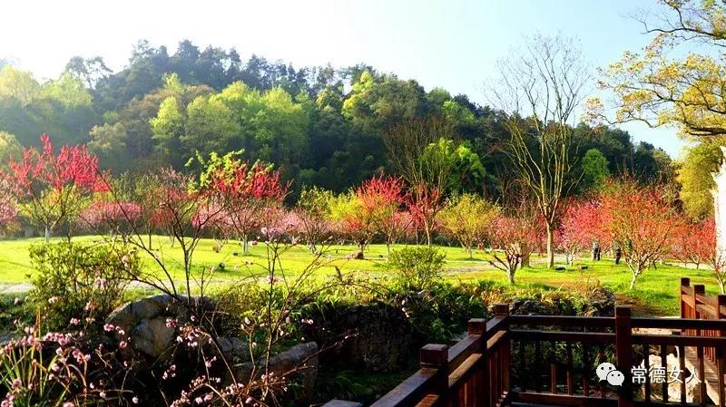 桃花源又见桃花开,盛景等君来,你若不来、花为谁开?