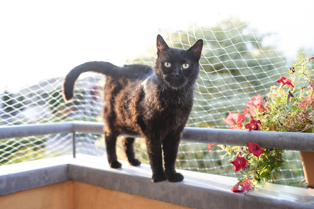 猫高处坠落摔死,猫从高处落下会摔死吗