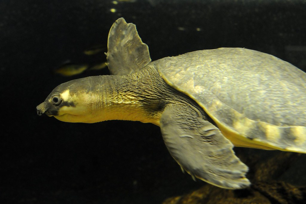 淡水河一霸！什么才算猪鼻龟的完美生活？