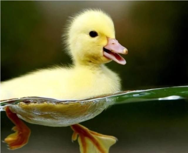 鸭子为什么会死是什么原因,为什么鸭子倒了会死