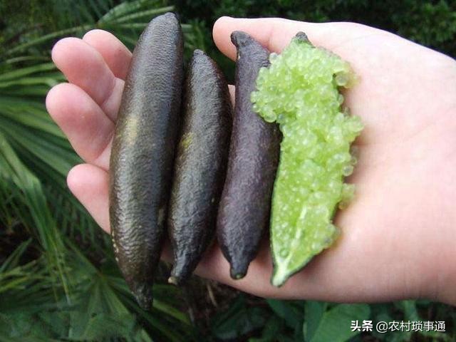 果中的“鱼子酱”，味道怪异惹人爱，一斤卖400元，解酒效果好