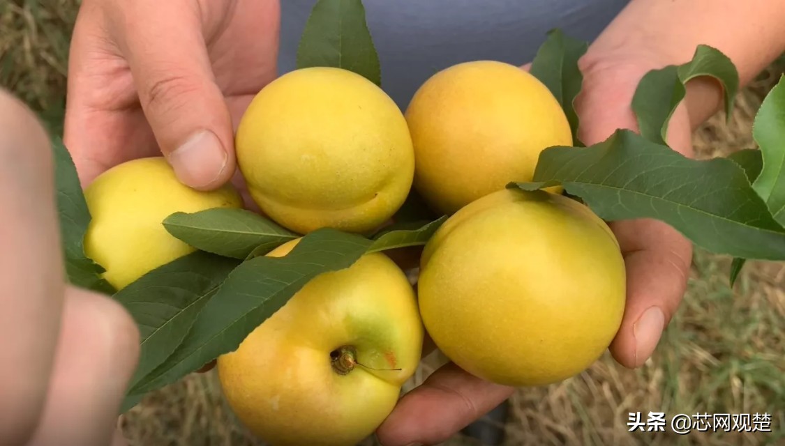 最新随州甜油桃,随州最早成熟油桃