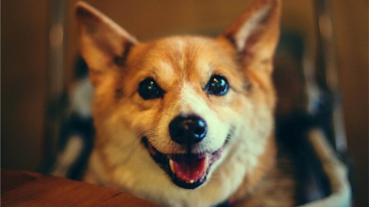 千万不要给狗狗吃这几种水果,这些水果千万别再给狗狗吃了