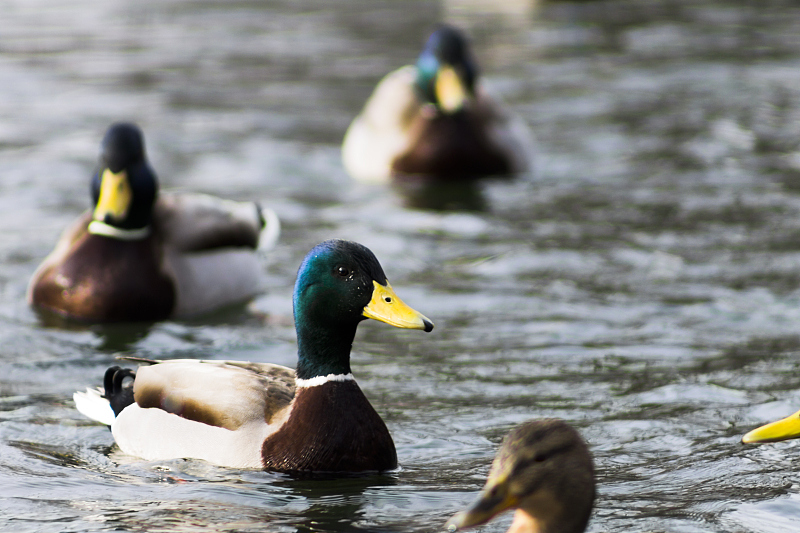 25天左右鸭瘫痪站不起来的原因,鸭瘫痪怎么办