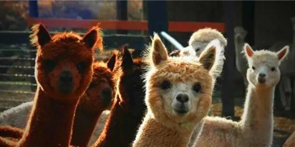 羊驼会感染新冠吗视频,羊驼消除新冠病毒