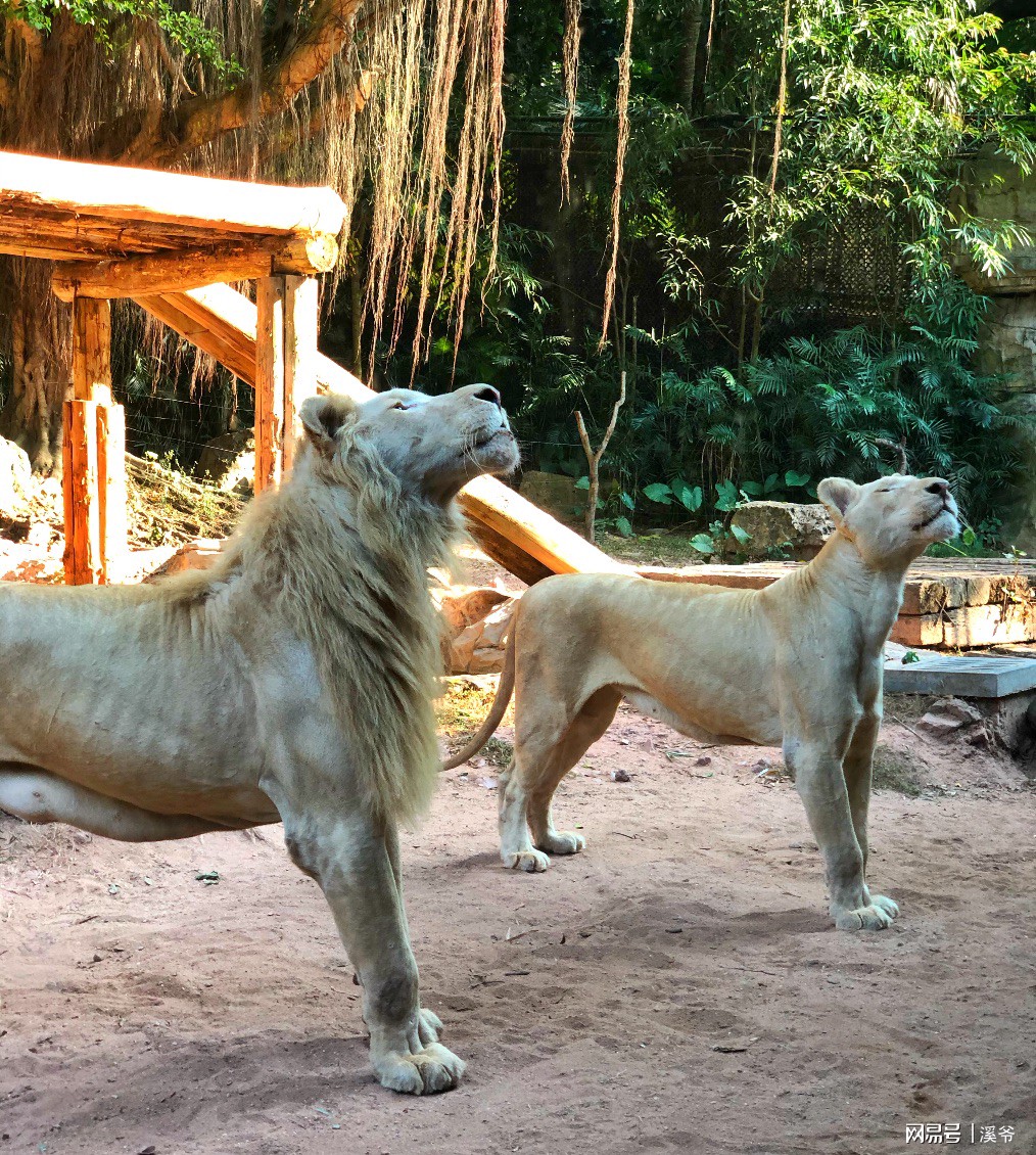 打卡国内热门榜1亲子游--广州长隆旅行攻略附带震撼价格！