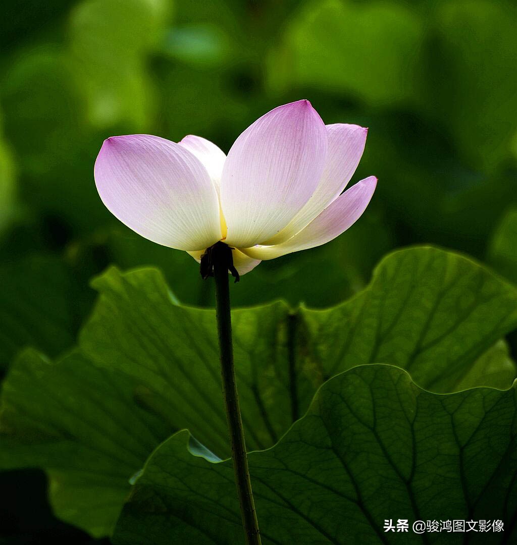 ps抠图方面设计思路与设计步骤,pscs5怎么抠图详细步骤