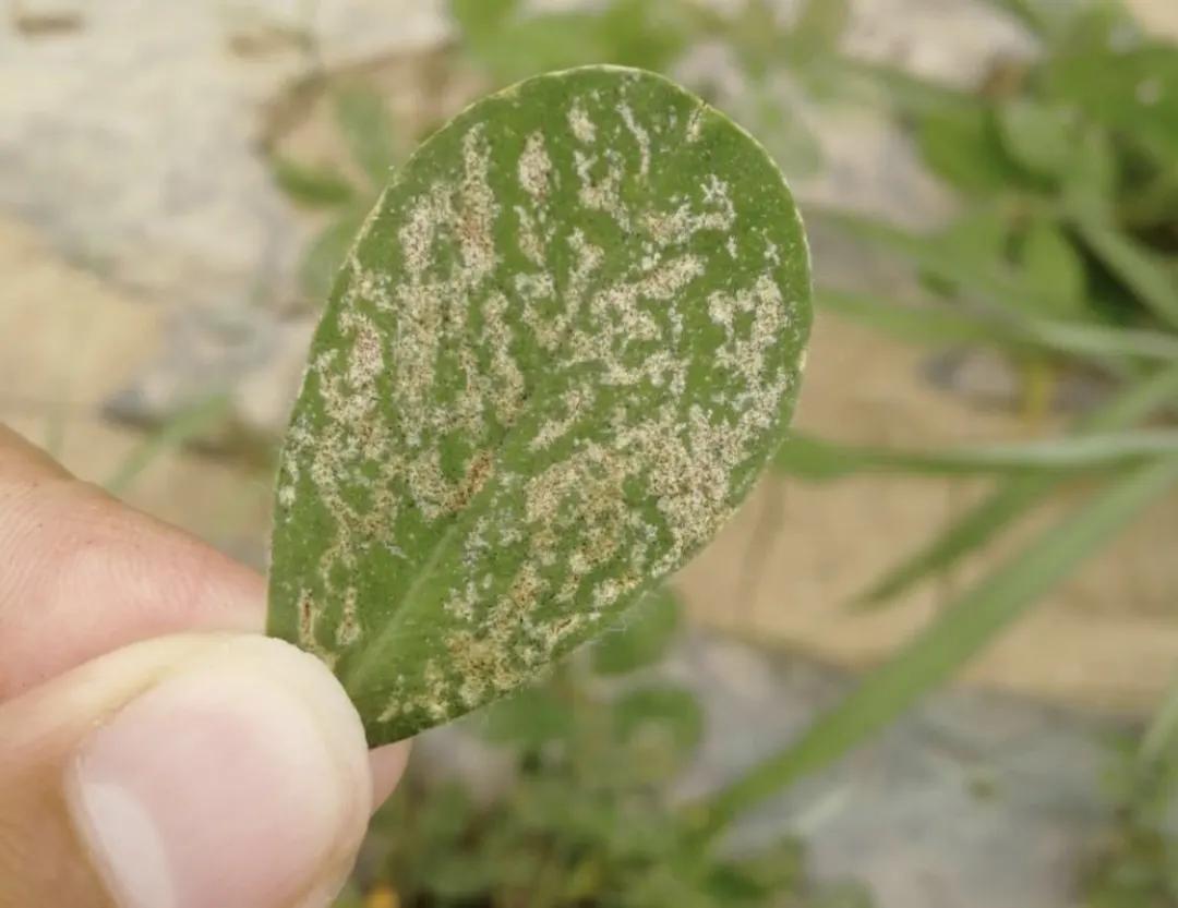 花生初花期虫害打什么药,花生虫害防治大全