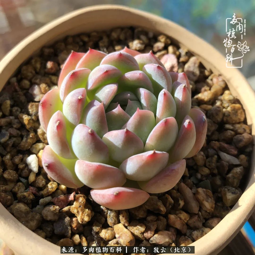 日常生活中常见的多肉植物,多肉植物神奇之处