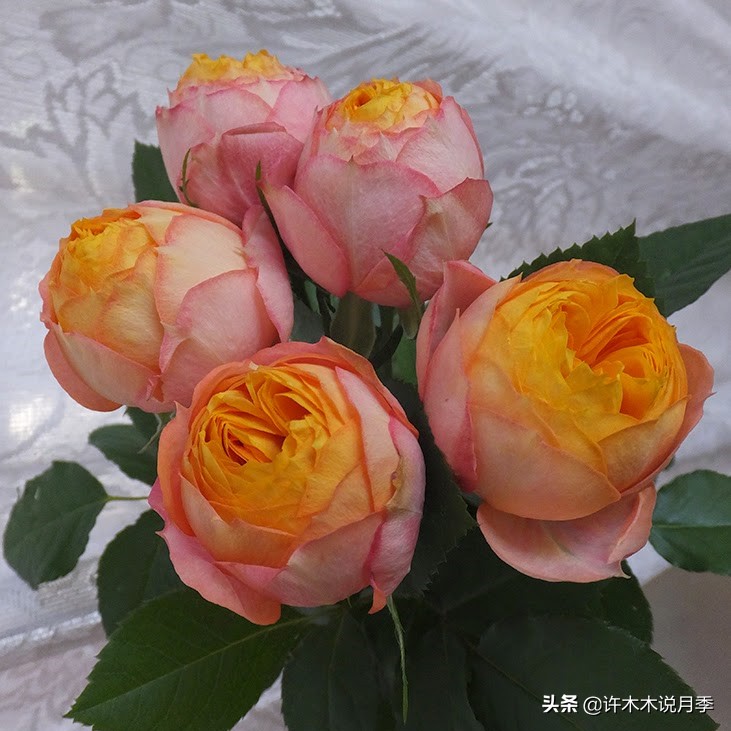 月季烂根的补救办法,月季烂根是什么原因