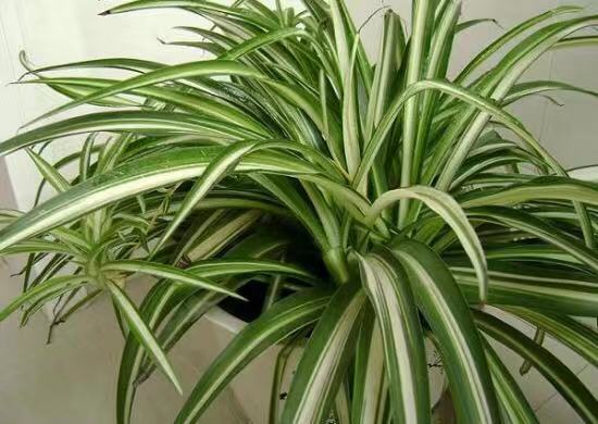 家养吊兰小妙招,怎么控制家养的吊兰疯长