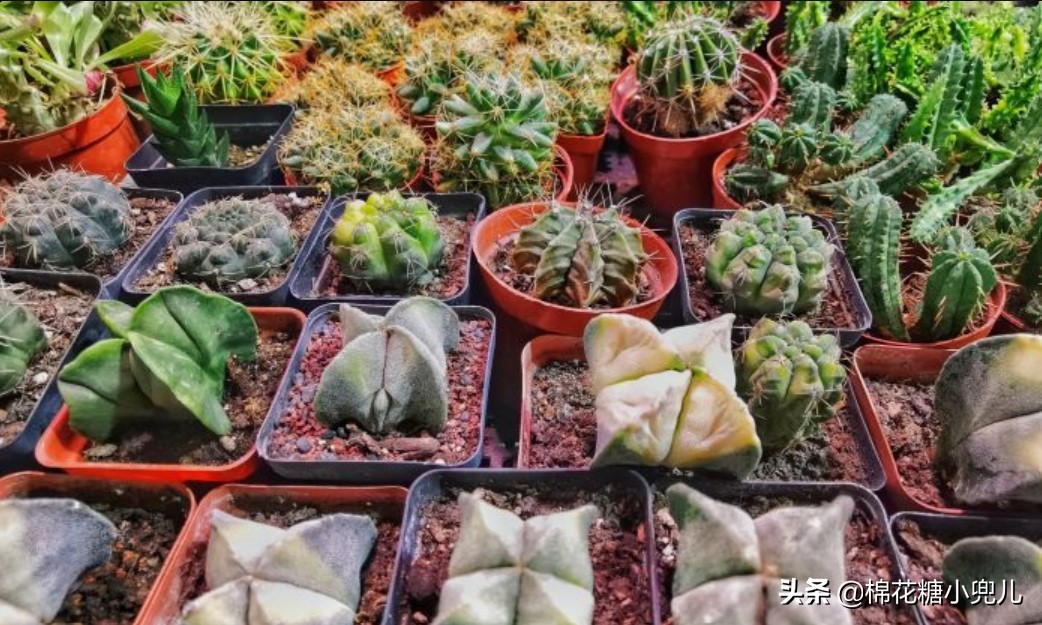 北京盆栽花卉批发市场,北京众兴花卉批发市场