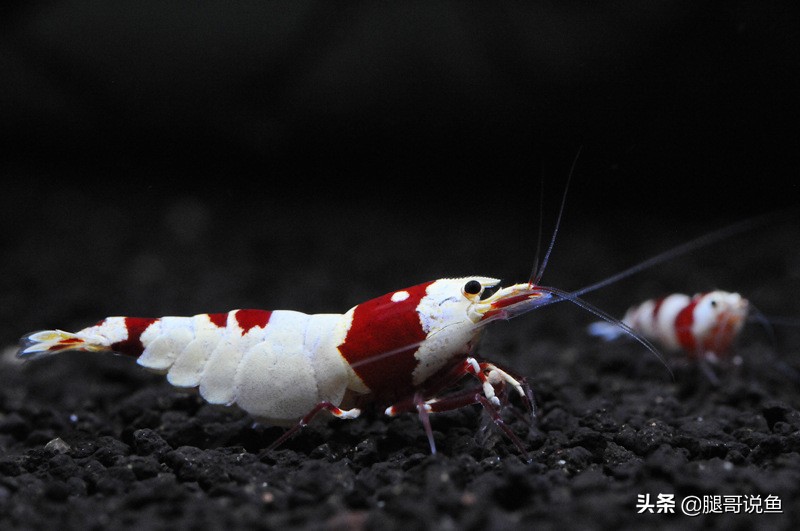 十大养不死的观赏虾品种,蓝宝石虾是不是养单一品种比较好