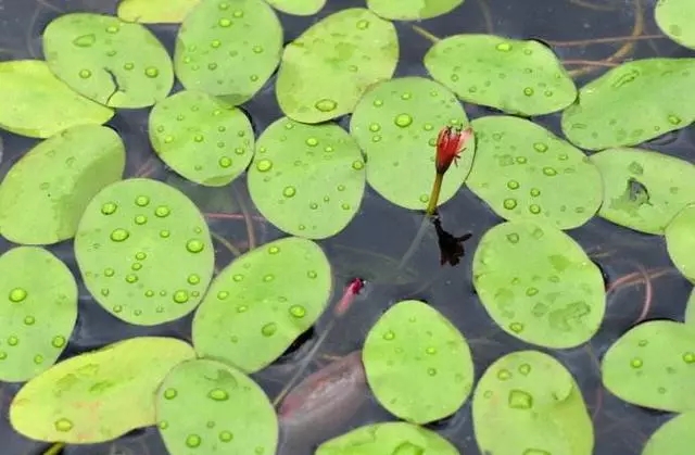 如火如荼中的荼是什么意思,成语如火如荼出自哪部经典