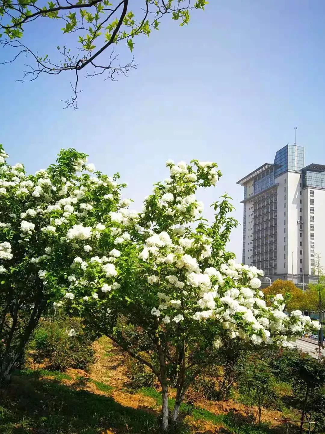 江苏财经大学,南京财经大学双非院校排名