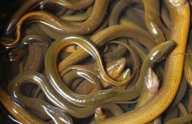 2019十大养殖品种图片,这两年最火的养殖品种