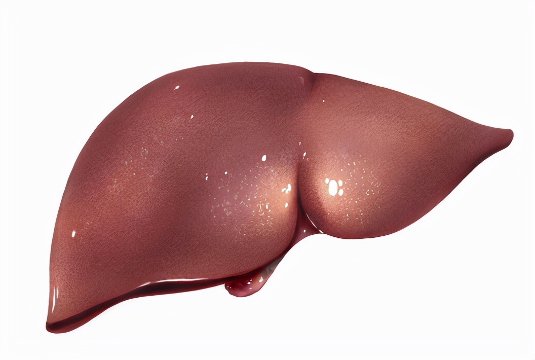 教你几个秘诀冬季食补养肝脏,养生春季易燥保肝养肝尤为重要