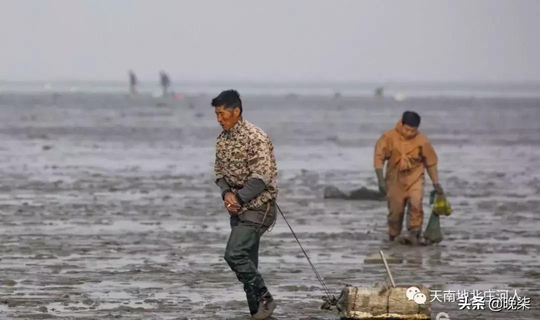 大连庄河赶海排名第一名,庄河赶海网红视频
