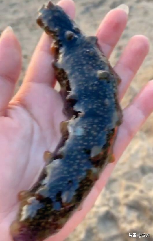 2016年獐子岛扇贝为什么回来了,扇贝回流獐子岛