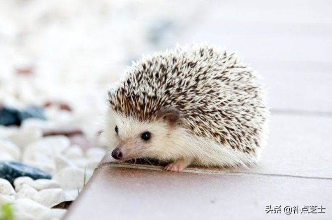 你还了解哪些关于刺猬的知识,查阅关于刺猬的资料了解他的习性