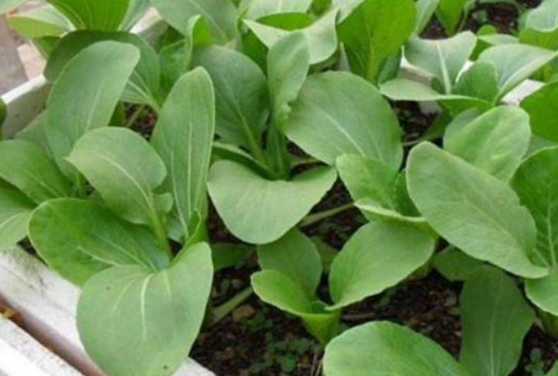 阳台种植的蔬菜怎样才能长得快,阳台种植蔬菜的技巧和方法视频