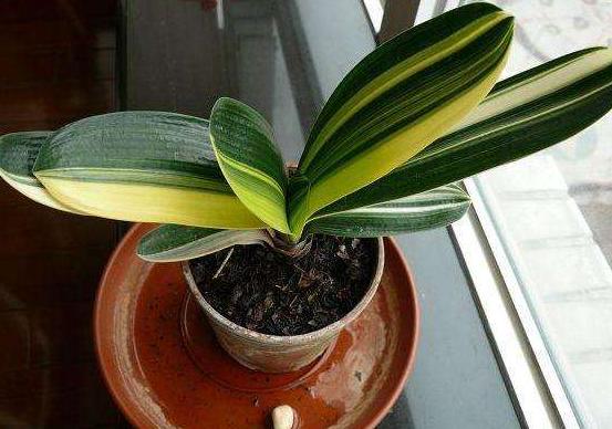 君子兰小夹子,君子兰长歪用的黑纸片