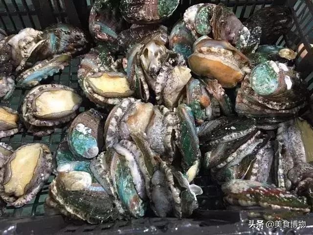 鲍鱼大全,带你认知全世界的鲍鱼(下)