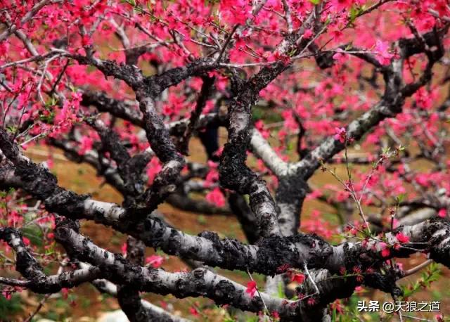 行摄美景东湖樱花园,行摄春天