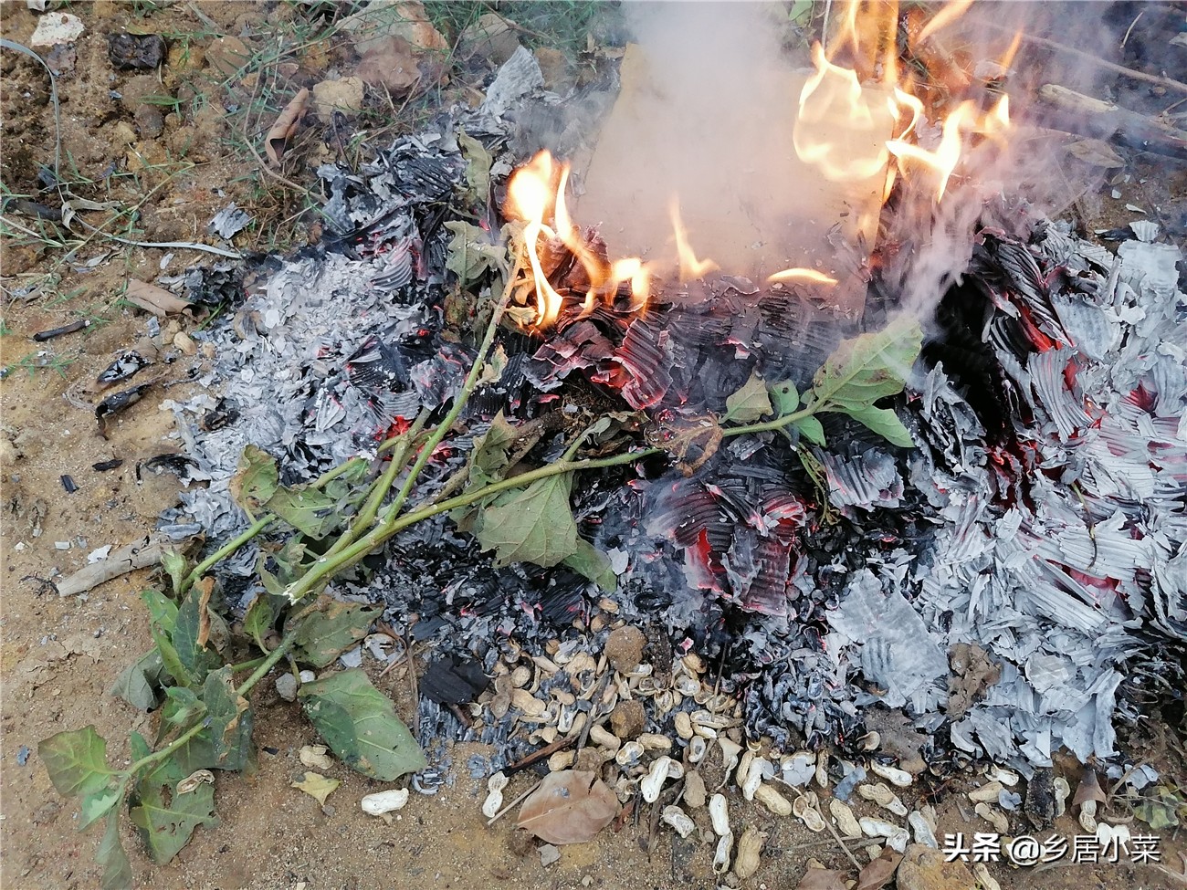 茄子叶病虫害图片大全,茄子种植用什么肥壮苗