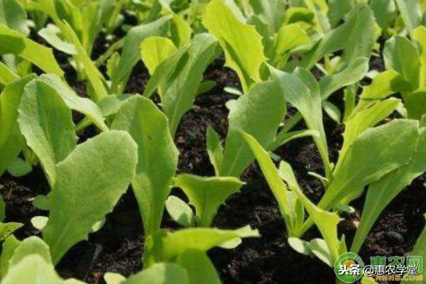 油麦菜发黄怎么办,种的油麦菜发黄怎么办