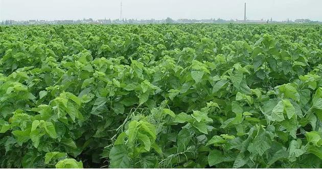 中药桑叶茶,中药之桑叶茶