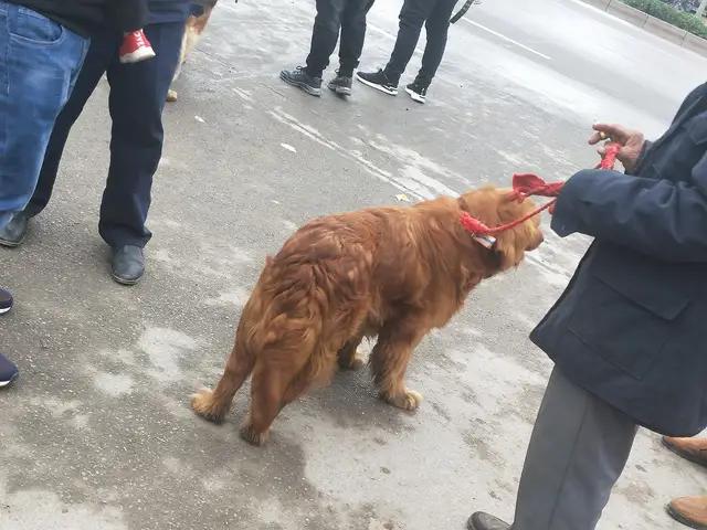 开封杨丰宠物市场最新价格信息,开封杨丰宠物市场现在开着吗