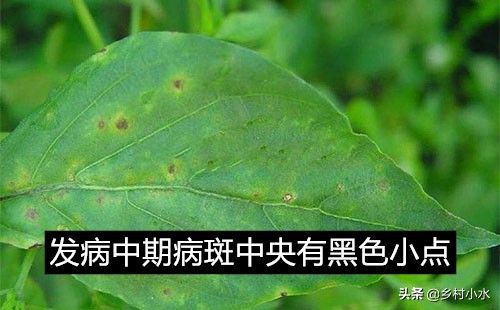 辣椒黄叶褐色斑怎么治,辣椒叶片有褐色斑点是什么原因