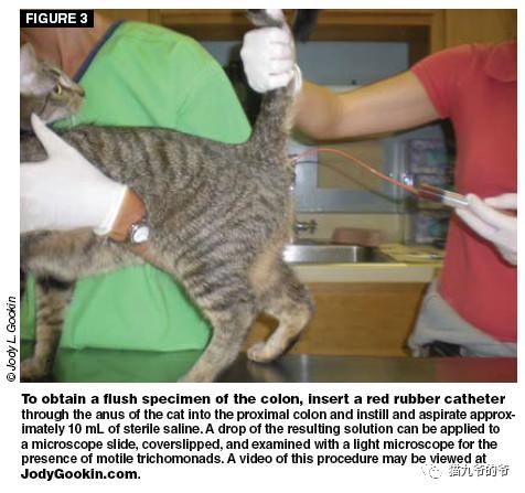 猫九爷:猫的顽固性腹泻（一）~滴虫