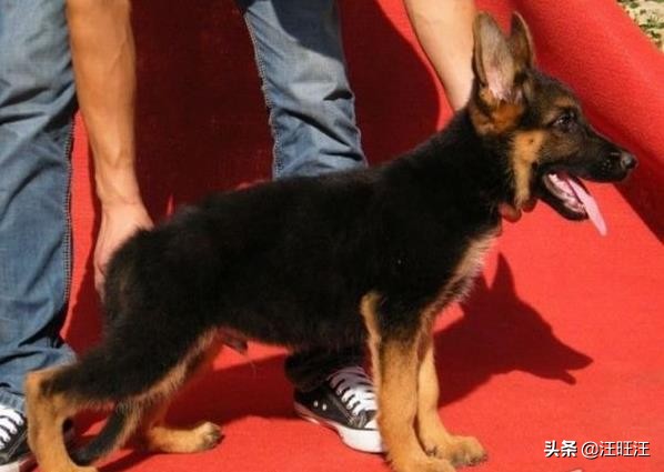 看家护院中型犬推荐,精品德国牧羊犬放羊看家护院好犬
