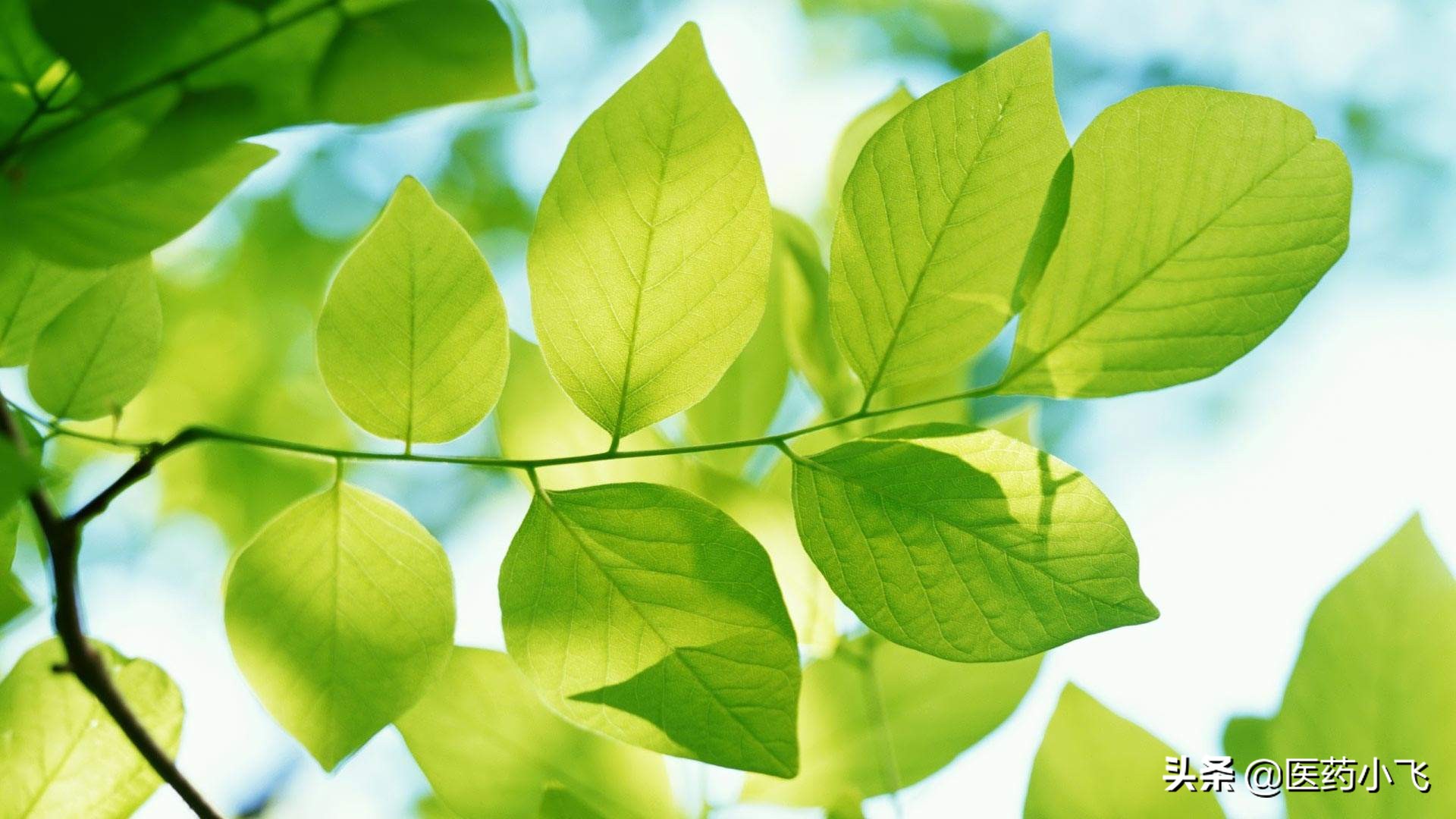 黄体酮胶囊每日2次每次2粒,黄体酮的十种做法