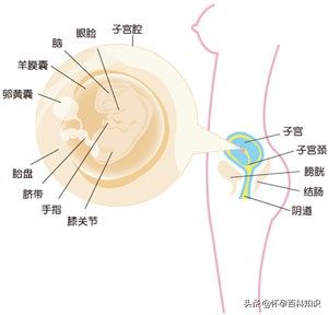 孕早期3到18周应该注意什么,怀孕第8周胎儿发育到什么程度