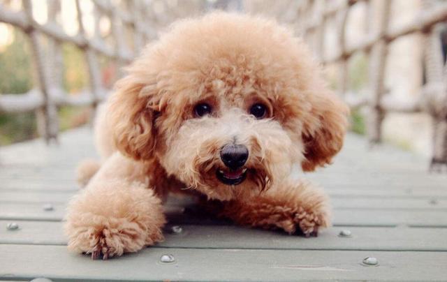 泰迪犬饮食吃什么比较好,泰迪犬饮食注意事项