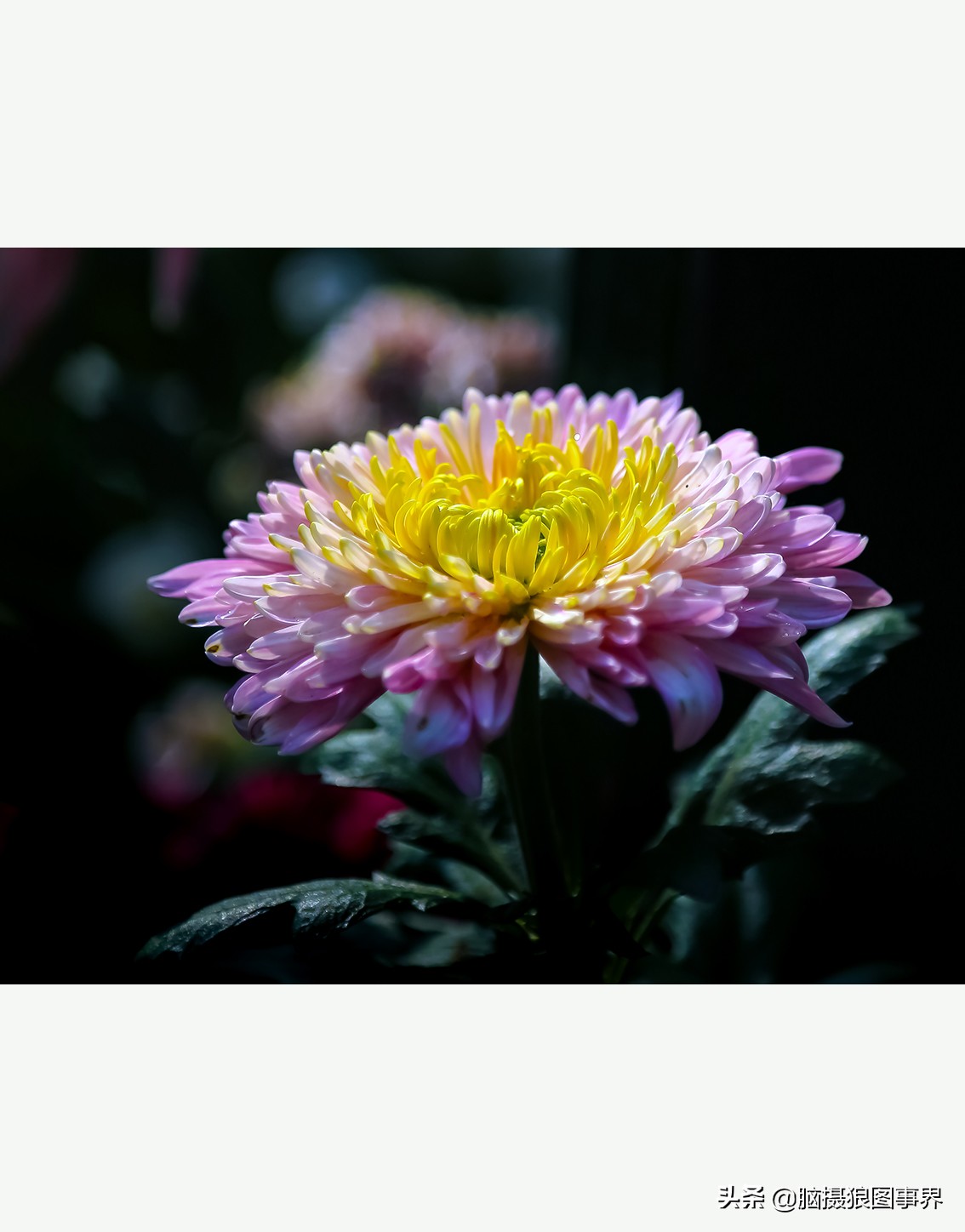 摄影虚化大光圈,佳能24-105镜头怎样拍出虚化效果