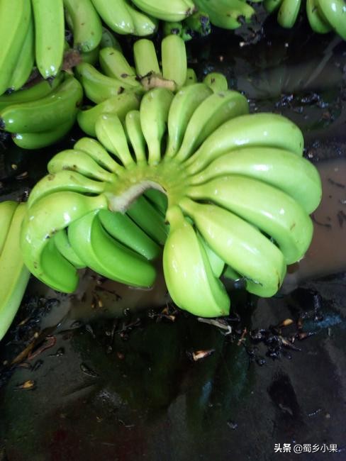 香蕉有哪些形状,现在香蕉和已经灭绝的香蕉品种