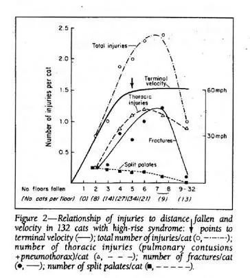 猫怎么做到高处摔不死,真相猫