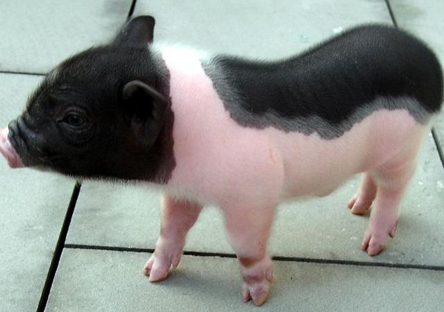 经济动物怎么饲养,饲养哪些动物可以赚钱