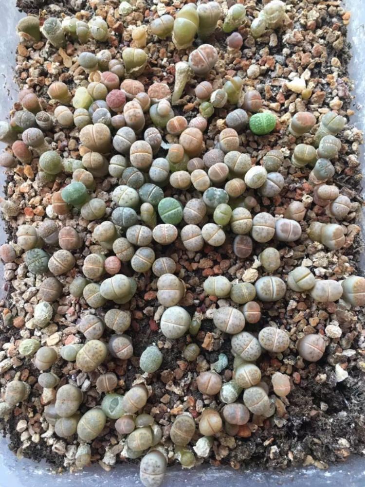 怎么促进生石花开花,生石花怎么生根快