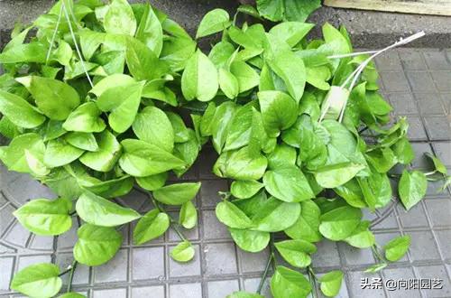 绿萝叶子尖发黑发黄怎么办,绿萝根部发黑叶子变黄怎么养